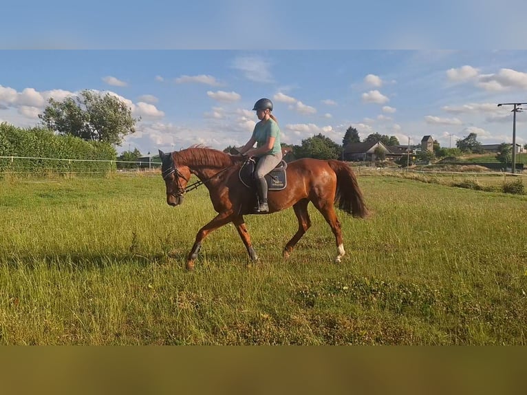 KWPN Gelding 12 years 16,2 hh Chestnut-Red in Rosenberg