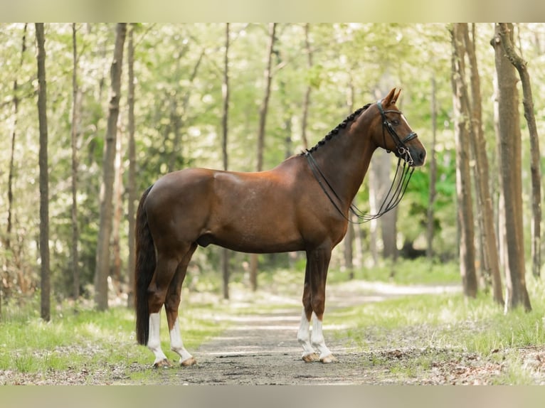 KWPN Gelding 12 years 16,3 hh Chestnut in Haarlo