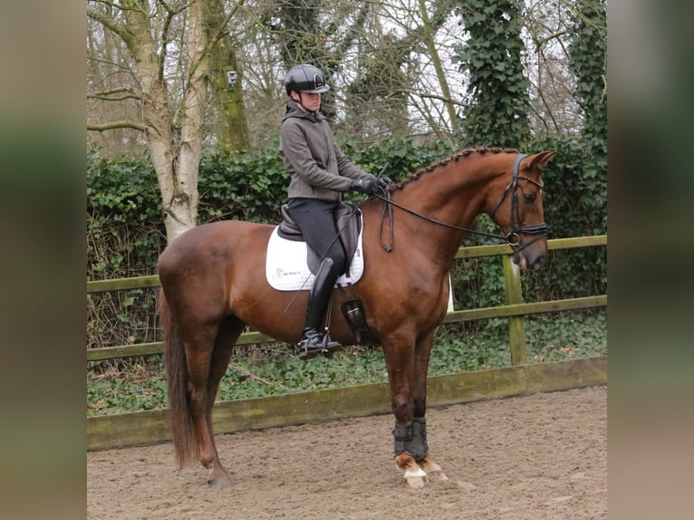 KWPN Gelding 12 years 17,1 hh Chestnut in Heemskerk