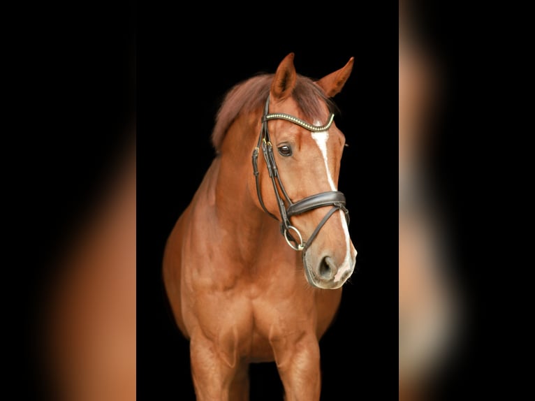 KWPN Gelding 12 years 17.2 hh Chestnut-Red in Pavlice