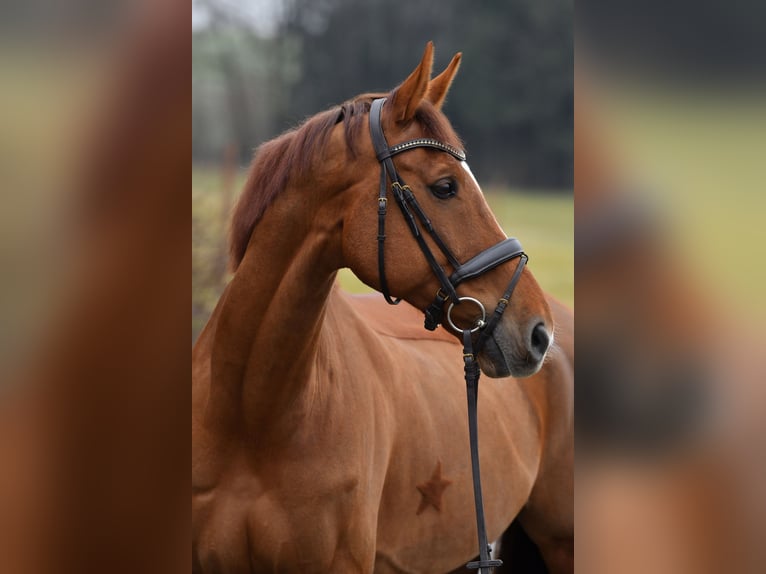 KWPN Gelding 12 years 17.2 hh Chestnut-Red in Pavlice