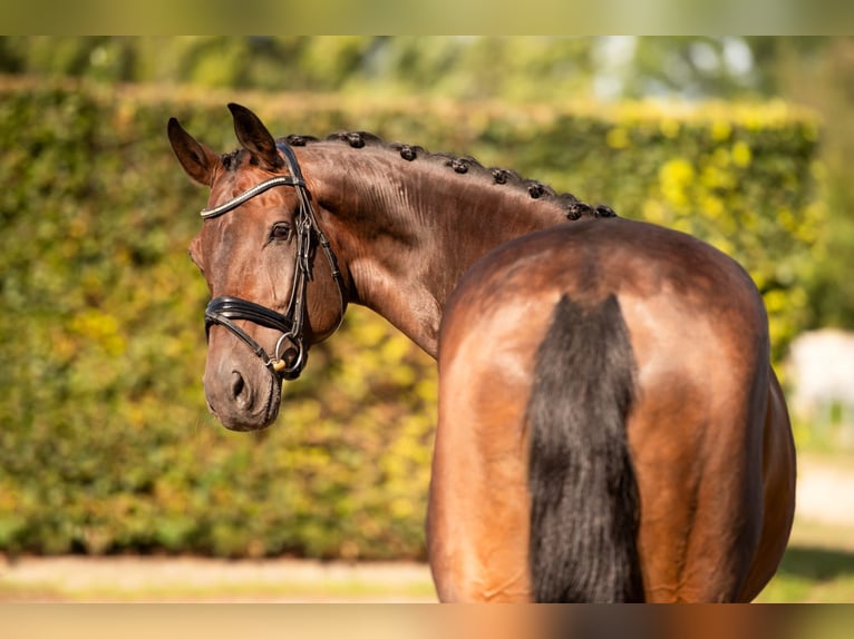 KWPN Gelding 12 years 17 hh Bay-Dark in Bodegraven Bodegraven