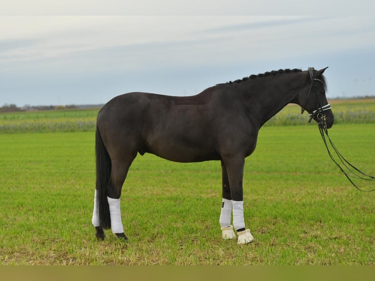 KWPN Gelding 12 years 17 hh Black in Geilenkirchen