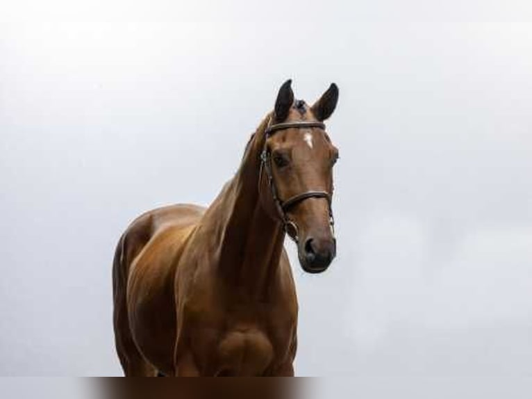 KWPN Gelding 12 years 17 hh Brown in Waddinxveen