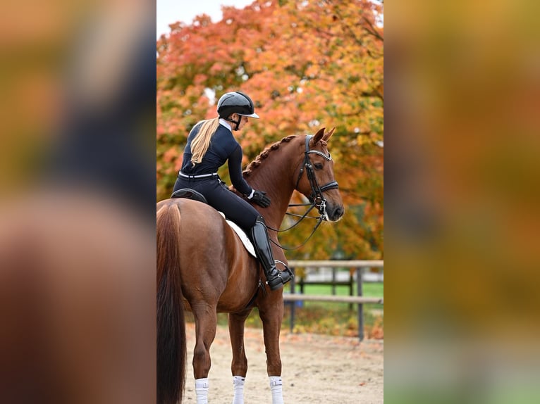 KWPN Gelding 12 years 17 hh Chestnut-Red in Peer KWPN Gelding 12 years 17 hh Chestnut-Red in Peer