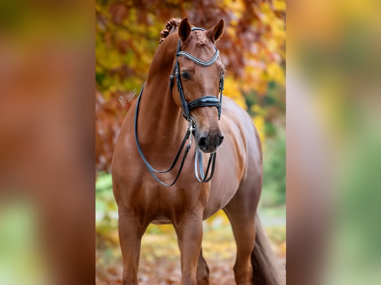 KWPN Gelding 12 years 17 hh Chestnut-Red in Peer
