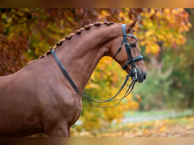 KWPN Gelding 12 years 17 hh Chestnut-Red in Peer