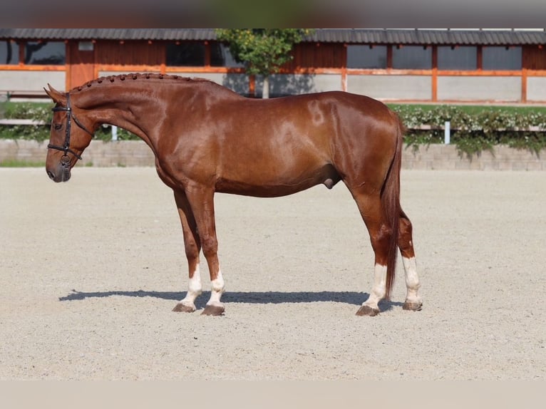 KWPN Gelding 12 years 17 hh Chestnut in Mladá Boleslav