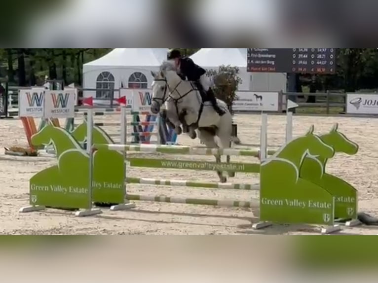 KWPN Gelding 12 years 17 hh Grey in De Mortel