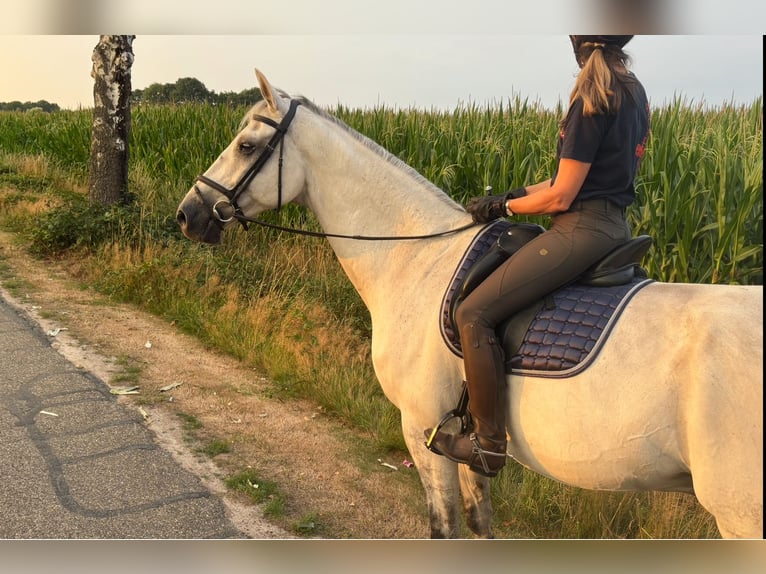 KWPN Gelding 12 years 17 hh Grey in De Mortel