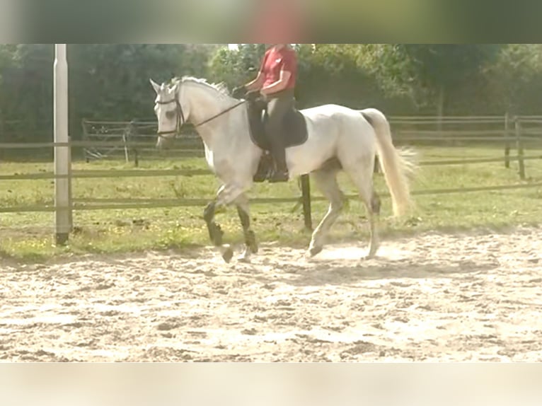 KWPN Gelding 12 years 17 hh Grey in De Mortel