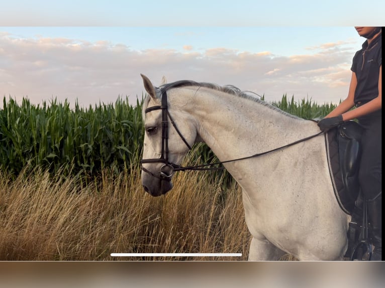 KWPN Gelding 12 years 17 hh Grey in De Mortel