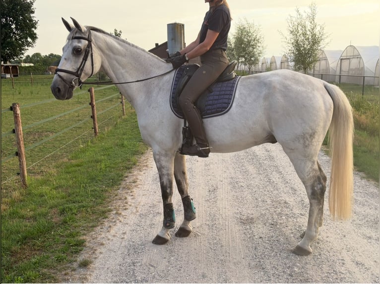 KWPN Gelding 12 years 17 hh Grey in De Mortel