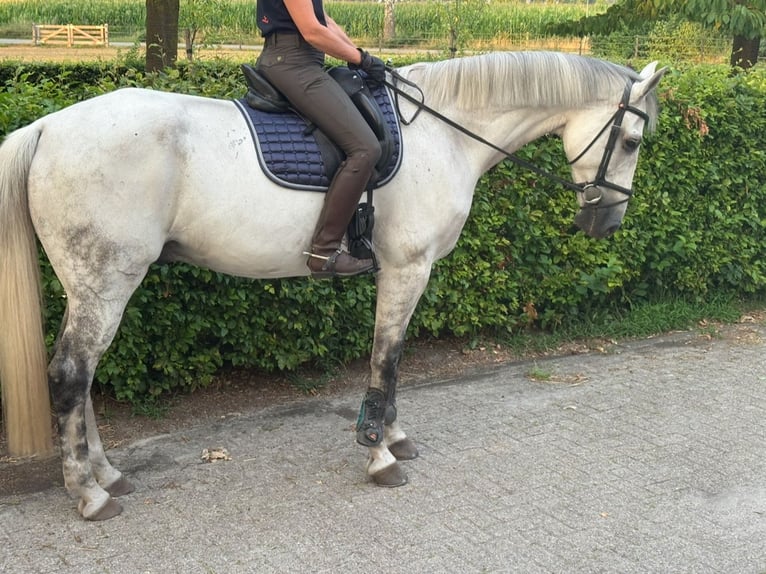 KWPN Gelding 12 years 17 hh Grey in De Mortel