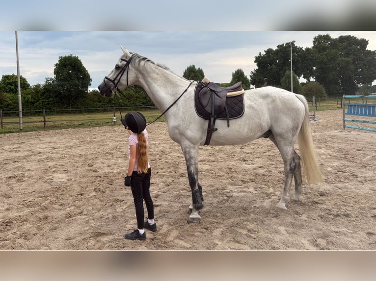 KWPN Gelding 12 years 17 hh Grey in De Mortel