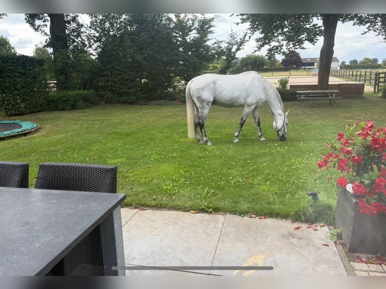 KWPN Gelding 12 years 17 hh Grey in De Mortel