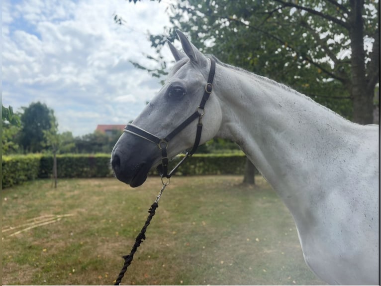 KWPN Gelding 12 years 17 hh Grey in De Mortel