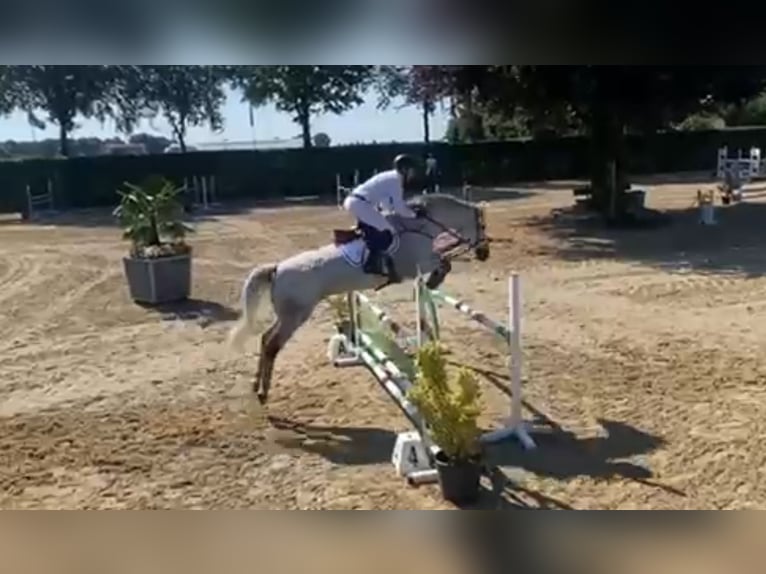 KWPN Gelding 12 years 17 hh Grey in De Mortel