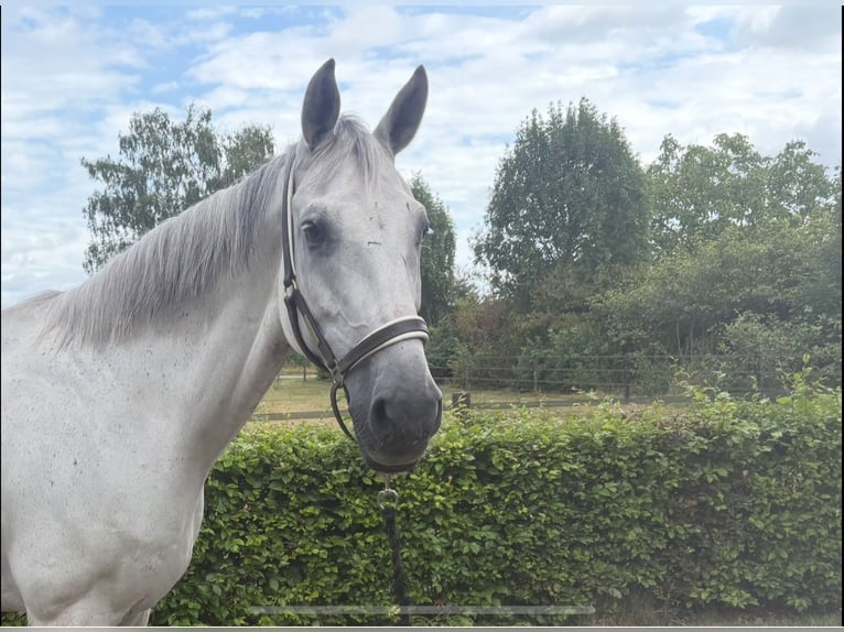 KWPN Gelding 12 years 17 hh Grey in De Mortel