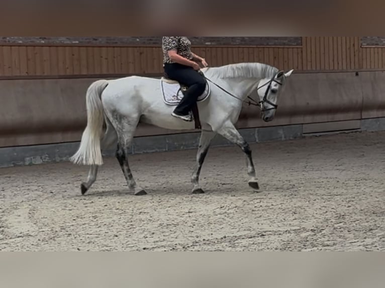 KWPN Gelding 12 years 17 hh Grey in De Mortel