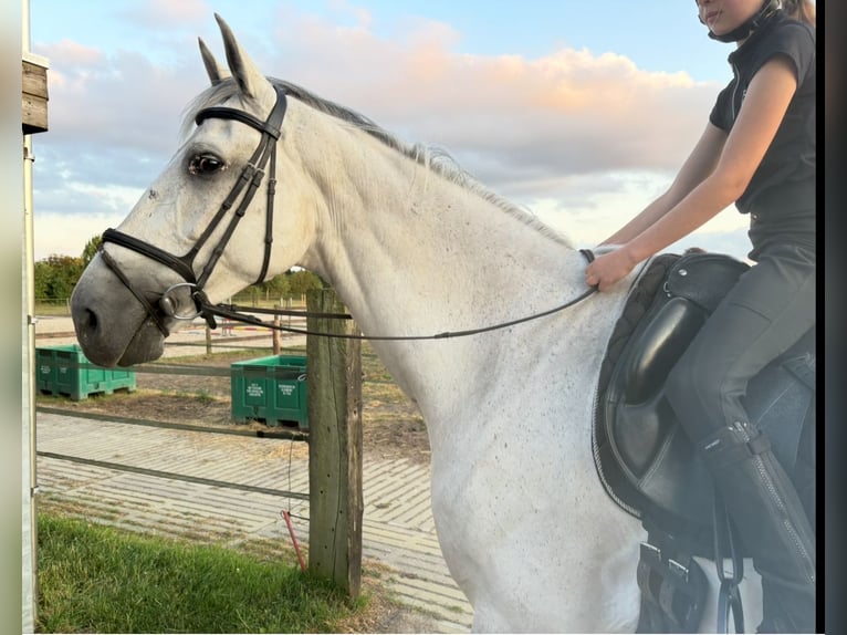 KWPN Gelding 12 years 17 hh Grey in De Mortel