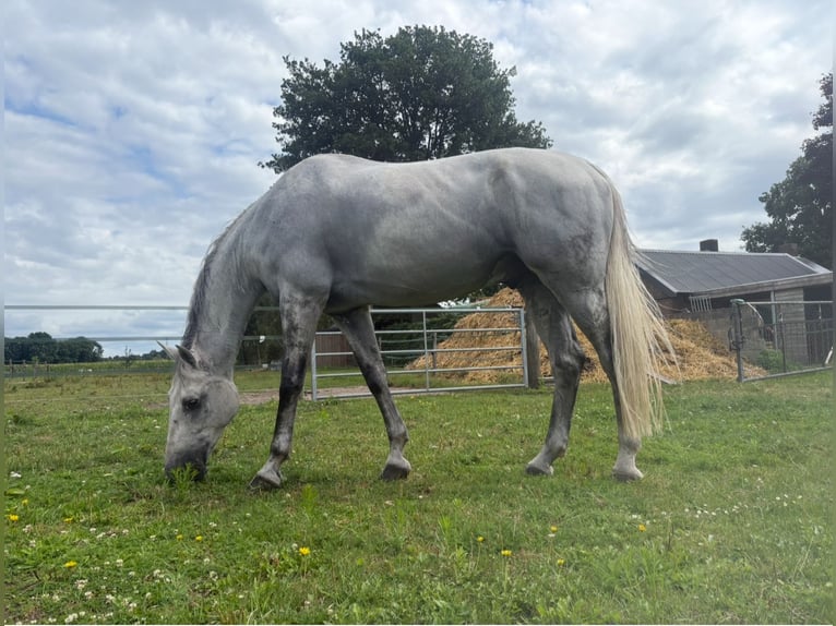 KWPN Gelding 12 years 17 hh Grey in De Mortel