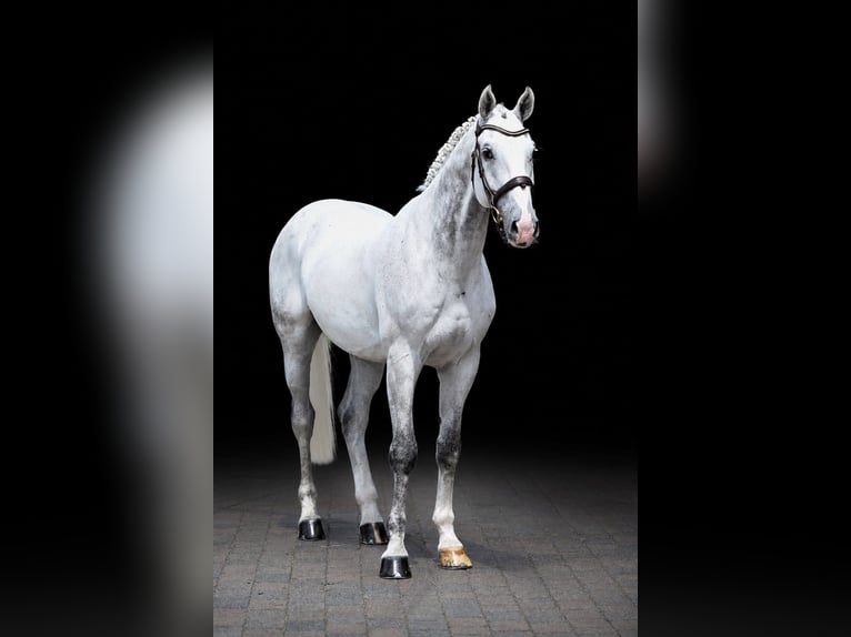KWPN Gelding 12 years 17 hh Grey in Zülpich