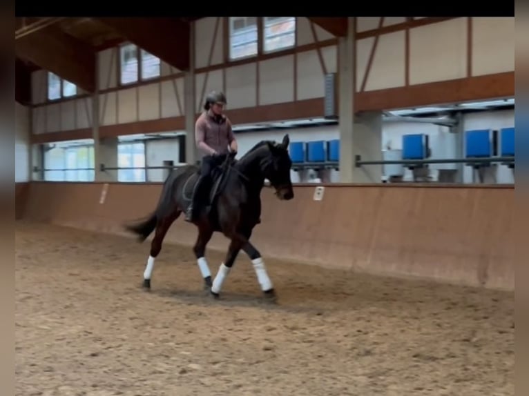 KWPN Gelding 12 years 17 hh Smoky-Black in Käshofen