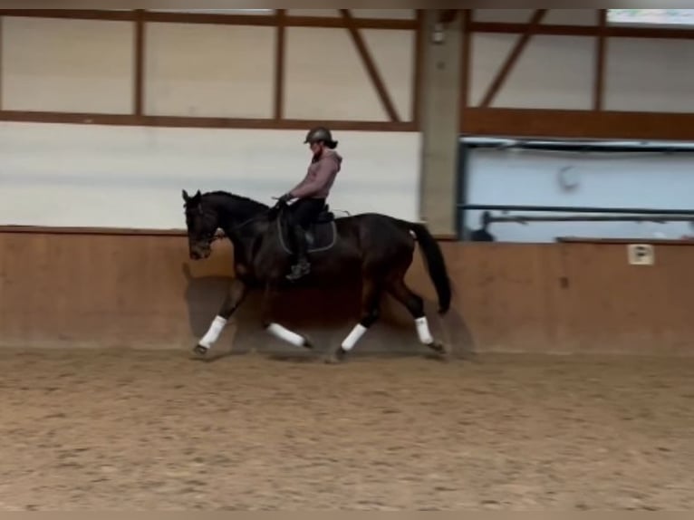 KWPN Gelding 12 years 17 hh Smoky-Black in Käshofen