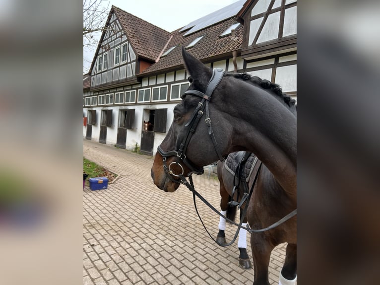 KWPN Gelding 12 years 17 hh Smoky-Black in Käshofen