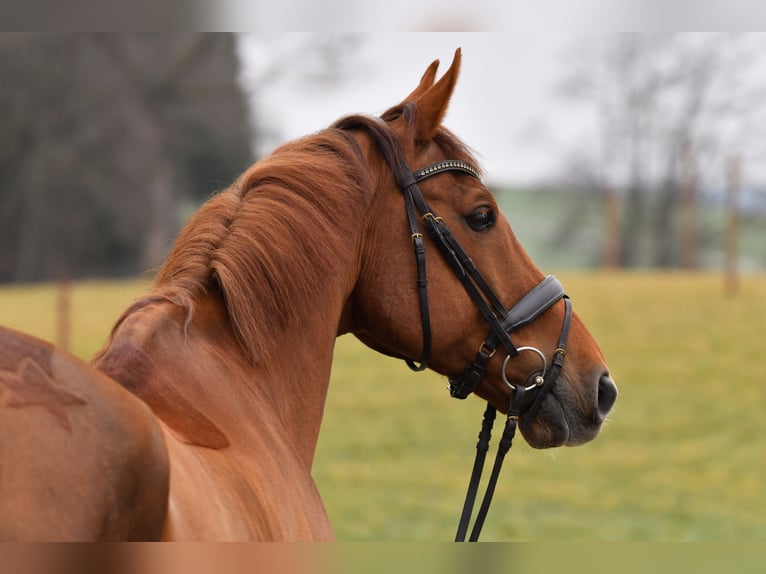 KWPN Gelding 12 years 17,2 hh Chestnut-Red in Moosach