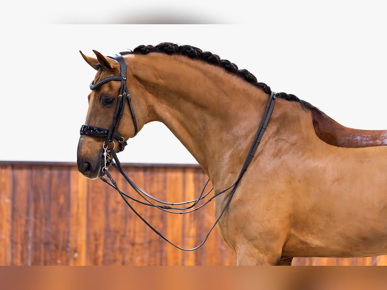 KWPN Gelding 12 years Chestnut in Kwadijk