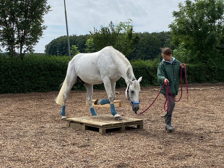 KWPN Gelding 12 years in Finsing