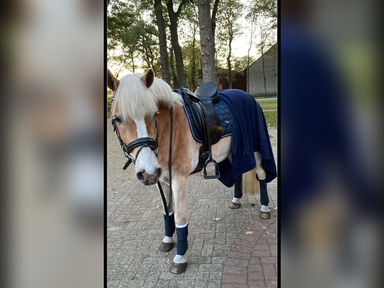 KWPN Gelding 13 years 15,1 hh Dun in Garrel