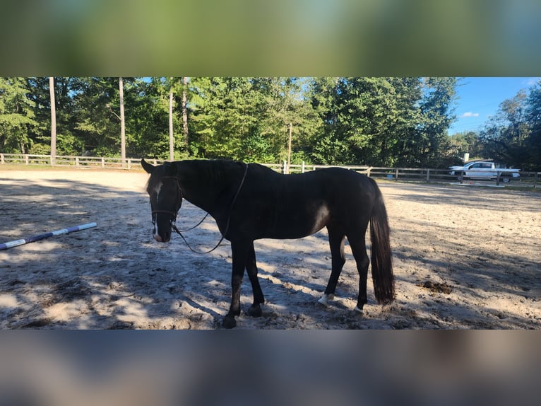 KWPN Gelding 13 years 15 hh Black in Bloomingdale KWPN Gelding 13 years 15 hh Black in Bloomingdale