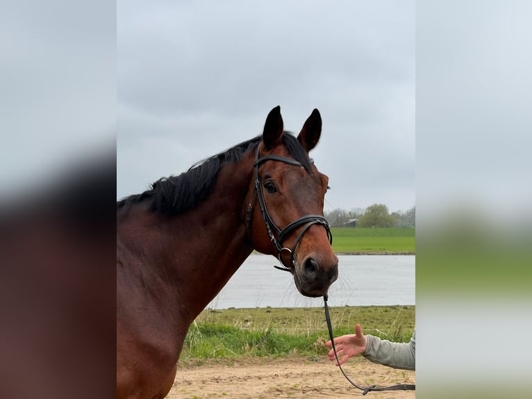 KWPN Gelding 13 years 16,1 hh Bay-Dark in Diepenveen