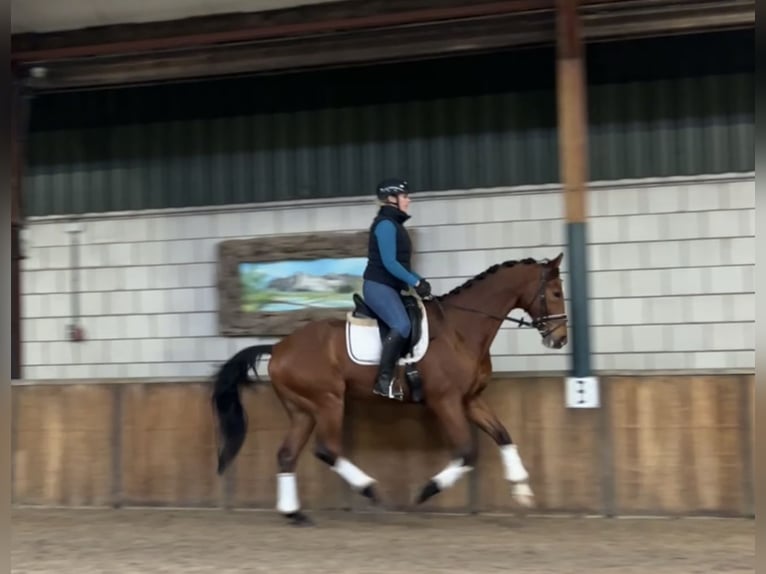 KWPN Gelding 13 years 16,1 hh Brown in Oud Gastel