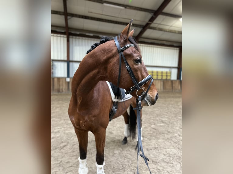 KWPN Gelding 13 years 16,1 hh Brown in Oud Gastel