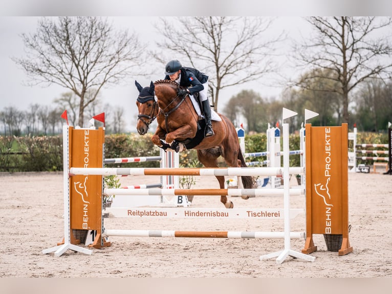 KWPN Gelding 13 years 16.1 hh Chestnut-Red in Ganderkesee
