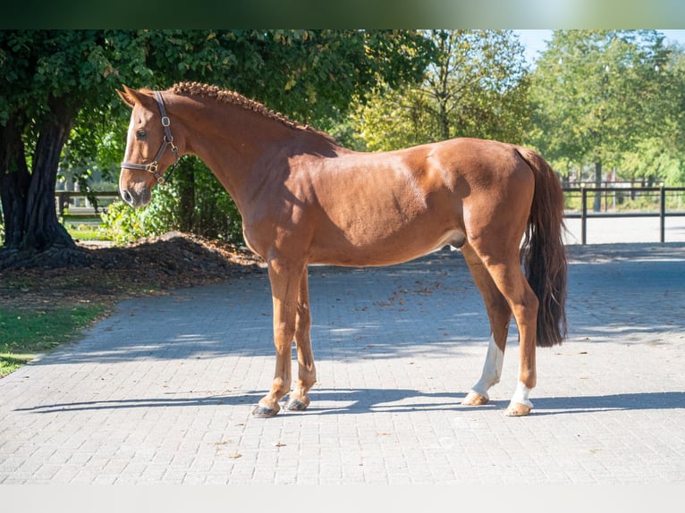 KWPN Gelding 13 years 16.1 hh Chestnut-Red in Kaulille