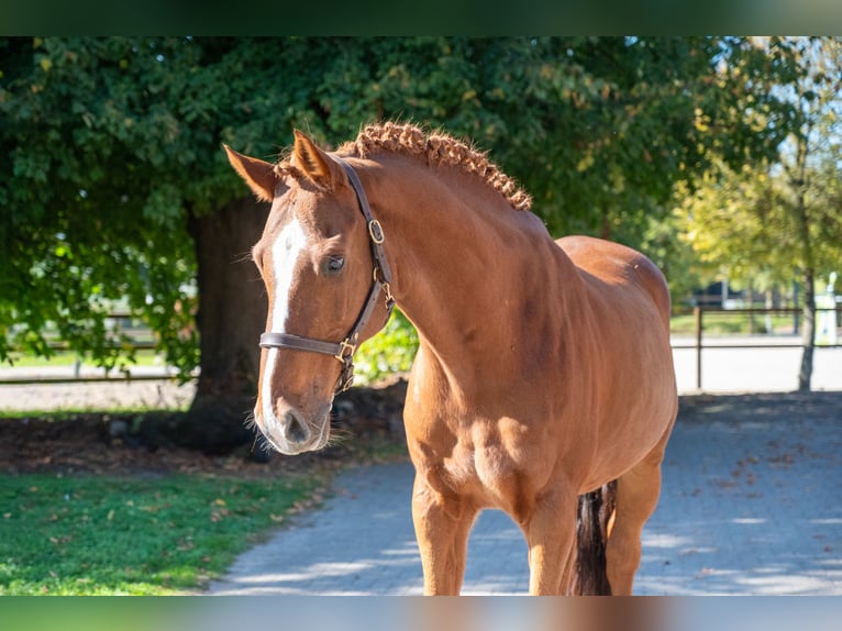 KWPN Gelding 13 years 16.1 hh Chestnut-Red in Kaulille