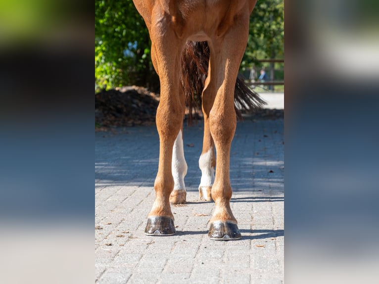 KWPN Gelding 13 years 16.1 hh Chestnut-Red in Kaulille