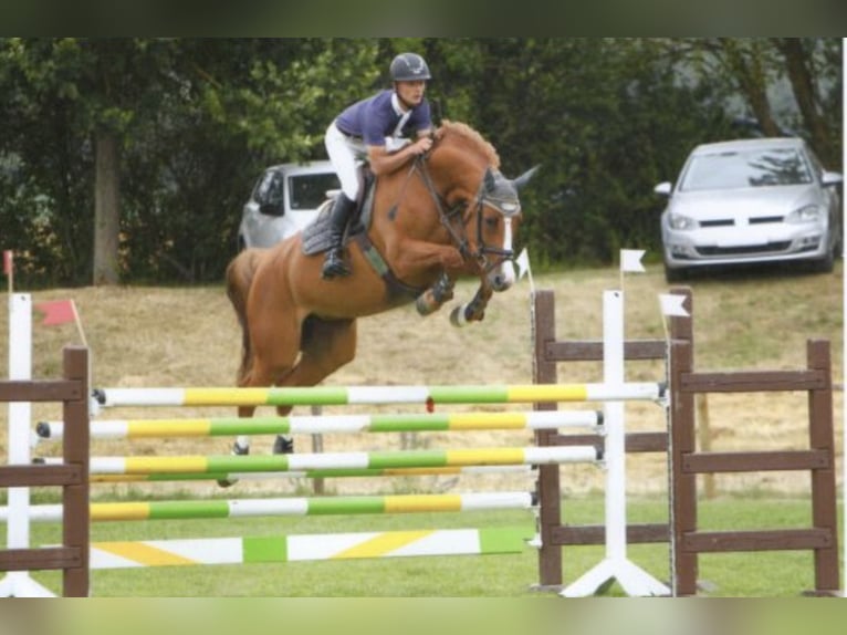 KWPN Gelding 13 years 16.1 hh Chestnut-Red in Wächtersbach