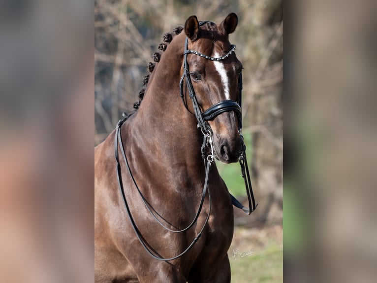 KWPN Gelding 13 years 16.2 hh Brown in Peer