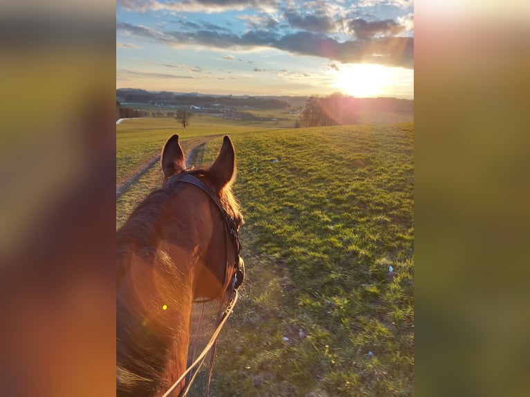 KWPN Gelding 13 years 16,2 hh Brown in Kißlegg