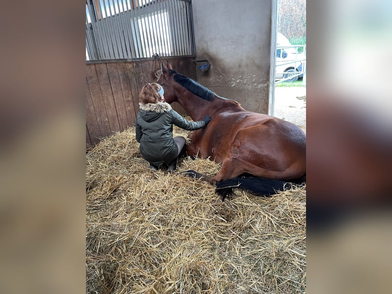 KWPN Gelding 13 years 16,2 hh Brown in Kißlegg