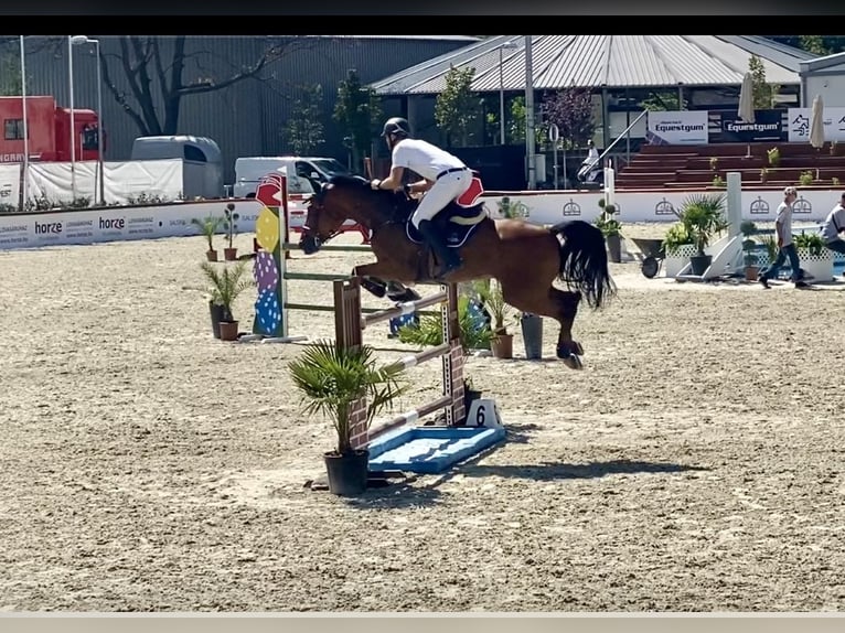 KWPN Gelding 13 years 16,2 hh Brown in Rheinbach