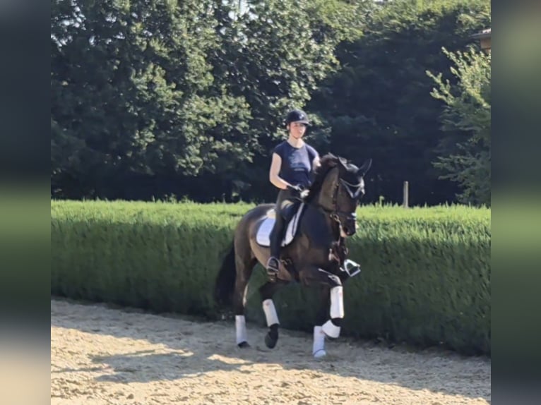 KWPN Gelding 13 years 16,3 hh Bay-Dark in Emsbüren