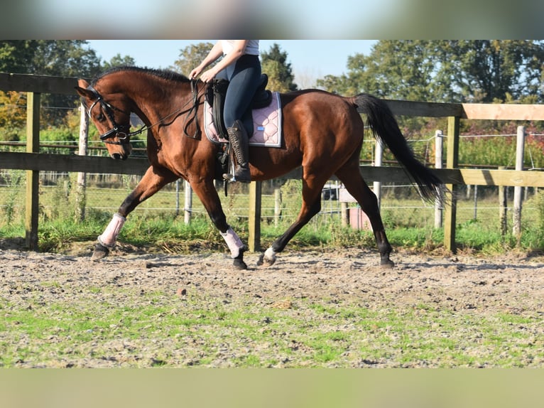 KWPN Gelding 13 years 16 hh Bay in Achtmaal