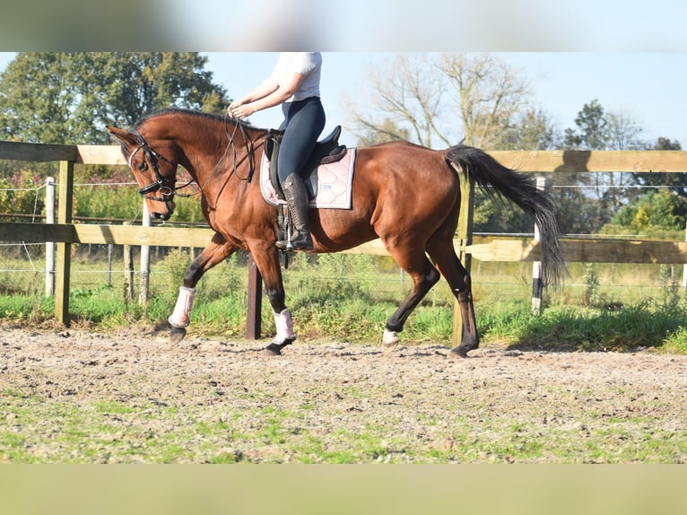 KWPN Gelding 13 years 16 hh Bay in Achtmaal